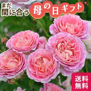 フラワーネット日本花キ流通 バラ おすすめ Yahoo ショッピング