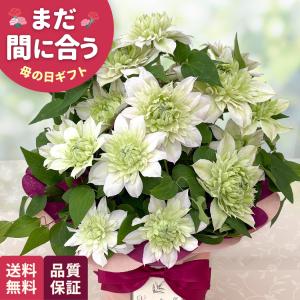 母の日 ギフト 花 クレマチス 花園 5号鉢 送料無料 母の日 プレゼント 鉢植え 日本花キ流通