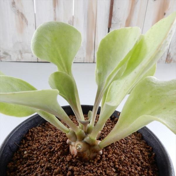 多肉植物 caオトンナ アルミアナ 多肉植物 コーデックス 9cmポット