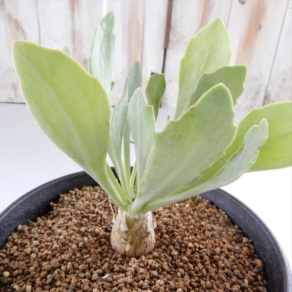 多肉植物 caオトンナ sp.aff.ハリー×ユーフォルビオイデス 多肉植物 コーデックス 9cmポ...