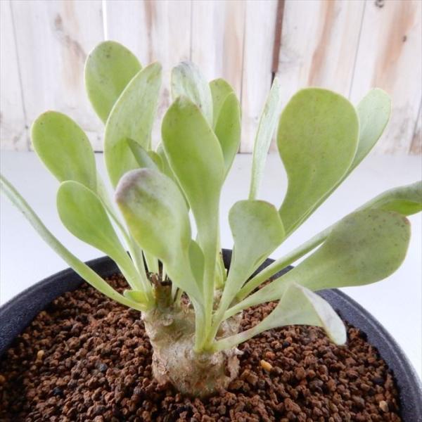 多肉植物 caオトンナ クレムノフィラ×ユーフォルビオイデス 多肉植物 コーデックス 9cmポット