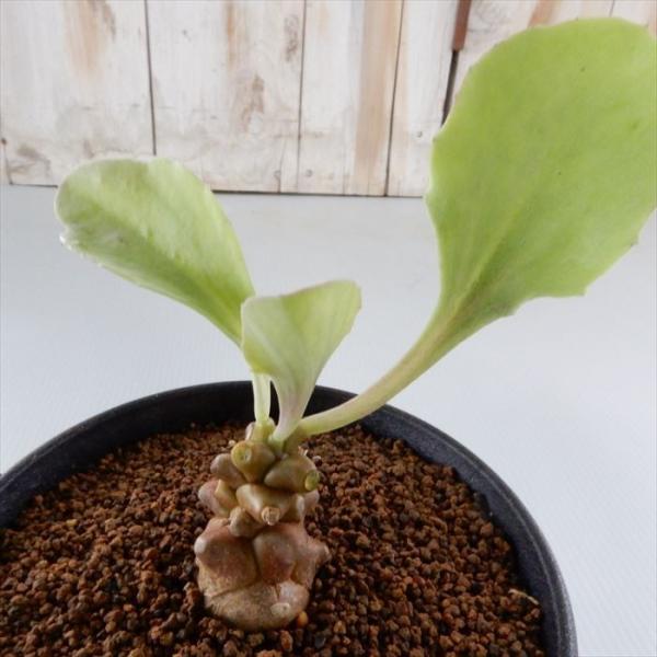 多肉植物 caオトンナ ヘレイ×アルミアナ 多肉植物 コーデックス 9cmポット