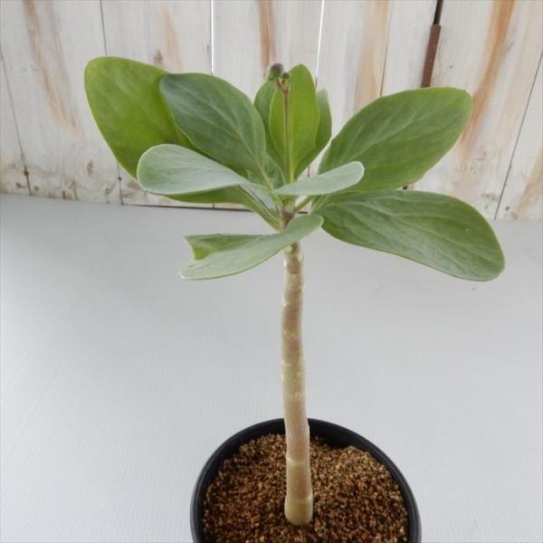 多肉植物 caオトンナ トリプリネルビア 多肉植物 コーデックス 9cmポット