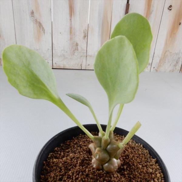 多肉植物 caオトンナ ヘレイ 多肉植物 ヘレー コーデックス 9cmポット