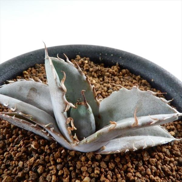 多肉植物 osアガベ チタノタ ホワイトアイス 多肉植物 アガベ コーデックス 9cmポット