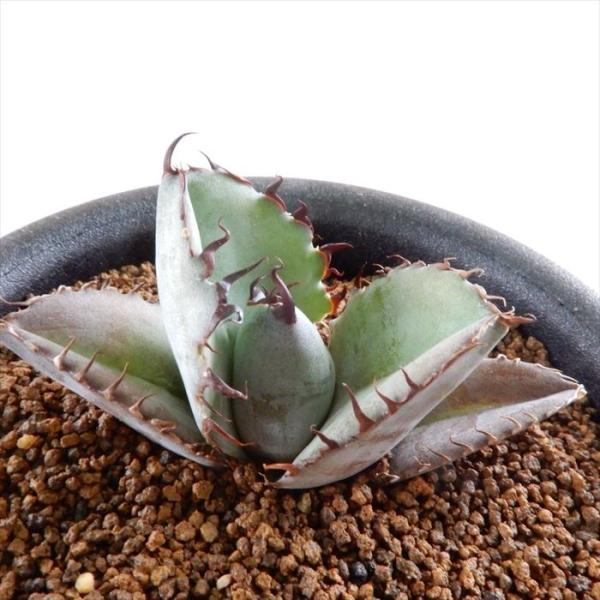 多肉植物 osアガベ チタノタ ブラックアンドブルー 多肉植物 アガベ コーデックス 9cmポット