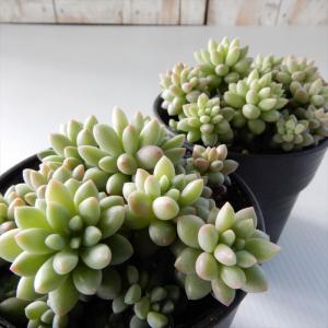多肉植物 hmセダム ばらまき ピンクベリー ...の詳細画像1