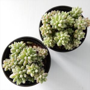 多肉植物 hmセダム ばらまき ピンクベリー ...の詳細画像2