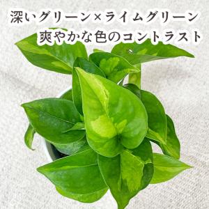 観葉植物 cot ポトス グローバルグリーン ...の詳細画像1