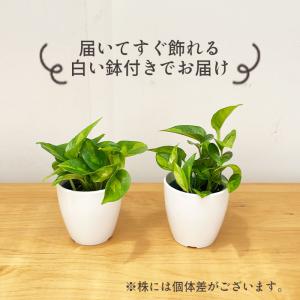 観葉植物 cot ポトス グローバルグリーン ...の詳細画像3