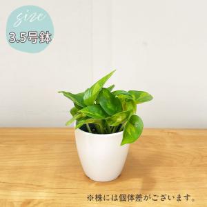 観葉植物 cot ポトス グローバルグリーン ...の詳細画像4