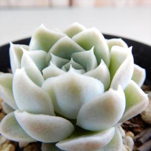 日本花キ流通 多肉植物 seクラッスラ パステル 7.5cmポット 多肉植物