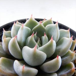 日本花キ流通 多肉植物 skエケベリア ドイツシャンペン 多肉植物