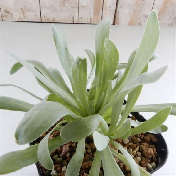 多肉植物 caオトンナ レトロルサ レトローサ 多肉植物 コーデックス 9cmポット
