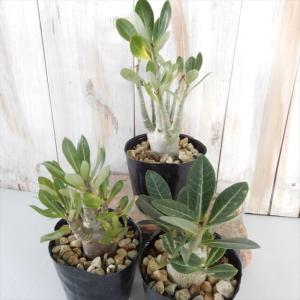 多肉植物 caアデニウム アラビカム 実生 多...の詳細画像1