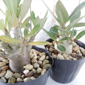 多肉植物 caアデニウム アラビカム 実生 多...の詳細画像2