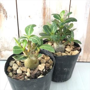 多肉植物 caアデニウム アラビカム 実生 多...の詳細画像3