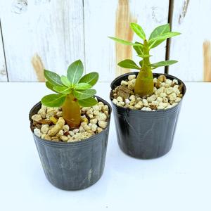 多肉植物 caアデニウム アラビカム 実生 多...の詳細画像4