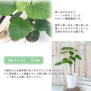 観葉植物 フィカス ウンベラータ 6号鉢 送料...の詳細画像2