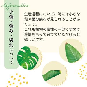 観葉植物 フィカス ウンベラータ 6号鉢 送料...の詳細画像3