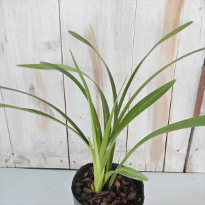 キンリョウヘン 苗 金稜辺 日本ミツバチを集めるお花