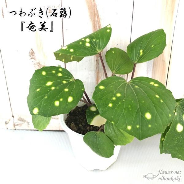 つわぶき（石蕗）奄美 4号鉢 つわぶき 山野草 花苗 ツワブキ