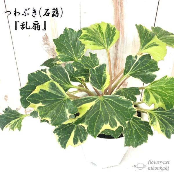 つわぶき（石蕗）乱扇 4号鉢 つわぶき 山野草 花苗 ツワブキ