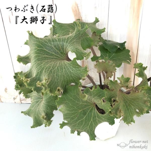 つわぶき（石蕗）大獅子 4号鉢 つわぶき 山野草 花苗 ツワブキ