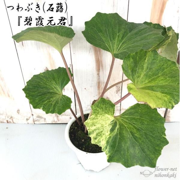 つわぶき（石蕗）碧霞元君 4号鉢 つわぶき 山野草 花苗 ツワブキ