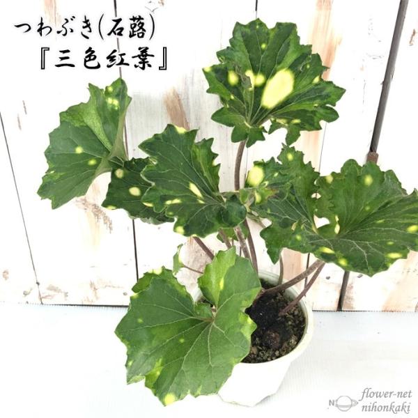 つわぶき（石蕗）三色紅葉 4号鉢 つわぶき 山野草 花苗 ツワブキ