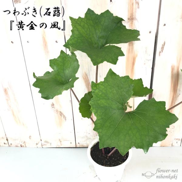 つわぶき（石蕗）黄金の風 4号鉢 つわぶき 山野草 花苗 ツワブキ