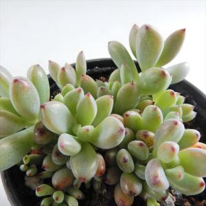 新入荷 多肉植物 ピンクベリー 大群生 るる農園 : るる農園 - 通販