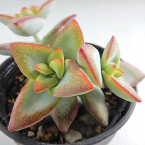 日本花キ流通 多肉植物 seエンジェルティアーズ錦 7.5cmポット