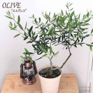 オリーブ エルグレコ 5号鉢 送料無料 観葉植物 オリーブの木 苗 シンボルツリー 庭木 果樹｜flower-net