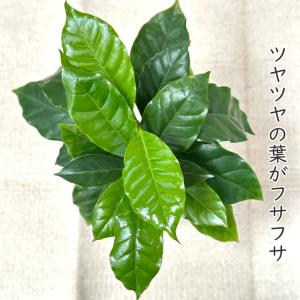 観葉植物 コーヒーの木 4号鉢 苗 コーヒー ...の詳細画像1