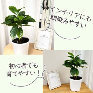 観葉植物 コーヒーの木 4号鉢 苗 コーヒー ...の詳細画像2