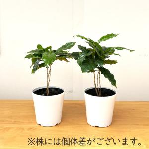 観葉植物 コーヒーの木 4号鉢 苗 コーヒー ...の詳細画像3