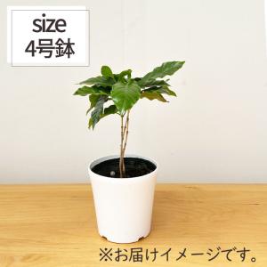 観葉植物 コーヒーの木 4号鉢 苗 コーヒー ...の詳細画像4