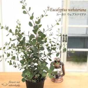 ハートリーフユーカリ 苗  ウェブステリアナ 5号鉢 観葉植物