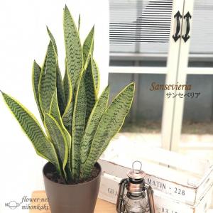 フラワーネット日本花キ流通 サンセベリア 中型観葉植物 Yahoo ショッピング