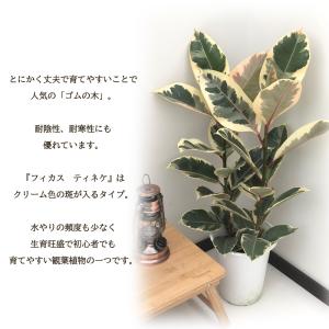 観葉植物 フィカス ティネケ ゴムの木 6号鉢...の詳細画像1