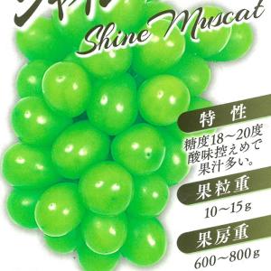 ブドウ シャインマスカット ぶどう苗 葡萄 果樹苗 10.5cmポット