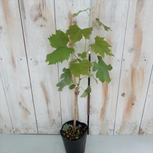 予約販売 ぶどう 苗 ゴールドフィンガー 10...の詳細画像1