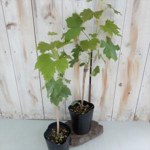 予約販売 ぶどう 苗 ゴールドフィンガー 10...の詳細画像2