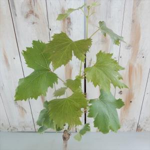 予約販売 ぶどう 苗 ゴールドフィンガー 10...の詳細画像3