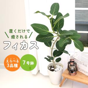 フィカス ベンガレンシス オードリー 7号鉢 送料無料 観葉植物 苗 インテリア おしゃれ ゴムの木｜flower-net