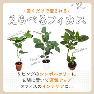 観葉植物 選べる フィカス ベンガレンシス オ...の詳細画像1