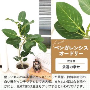 観葉植物 選べる フィカス ベンガレンシス オ...の詳細画像2