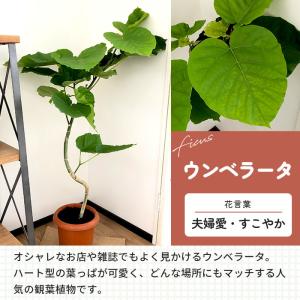 観葉植物 選べる フィカス ベンガレンシス オ...の詳細画像3