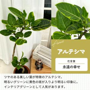 観葉植物 選べる フィカス ベンガレンシス オ...の詳細画像4